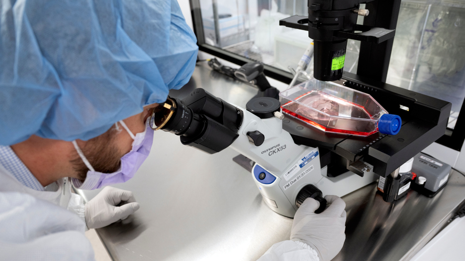 New cancer tech sends chemo straight to tumors Melbourne Private Schools