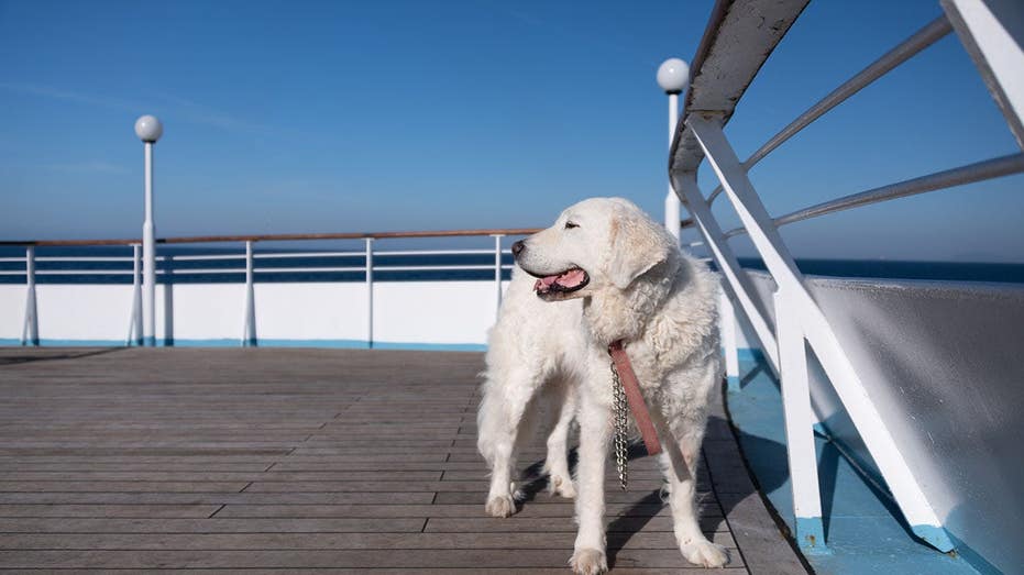 Travelers clash over whether cruise lines should allow dogs and cats on board or not Melbourne Private Schools